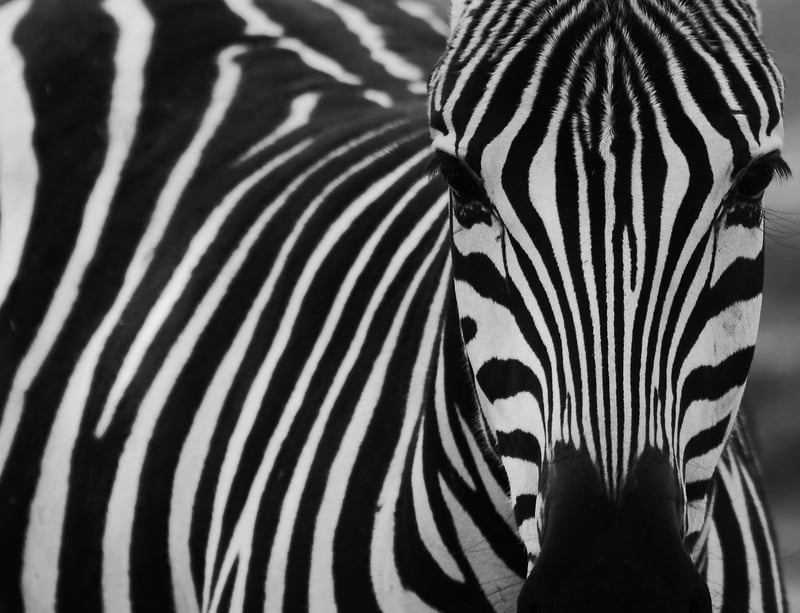 Zebra
